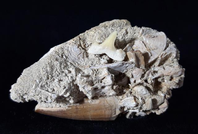 Mosasaurus beaugei ARAMBOURG 1952 & Haizahn non det. - Bild © FossNet FossilienStore